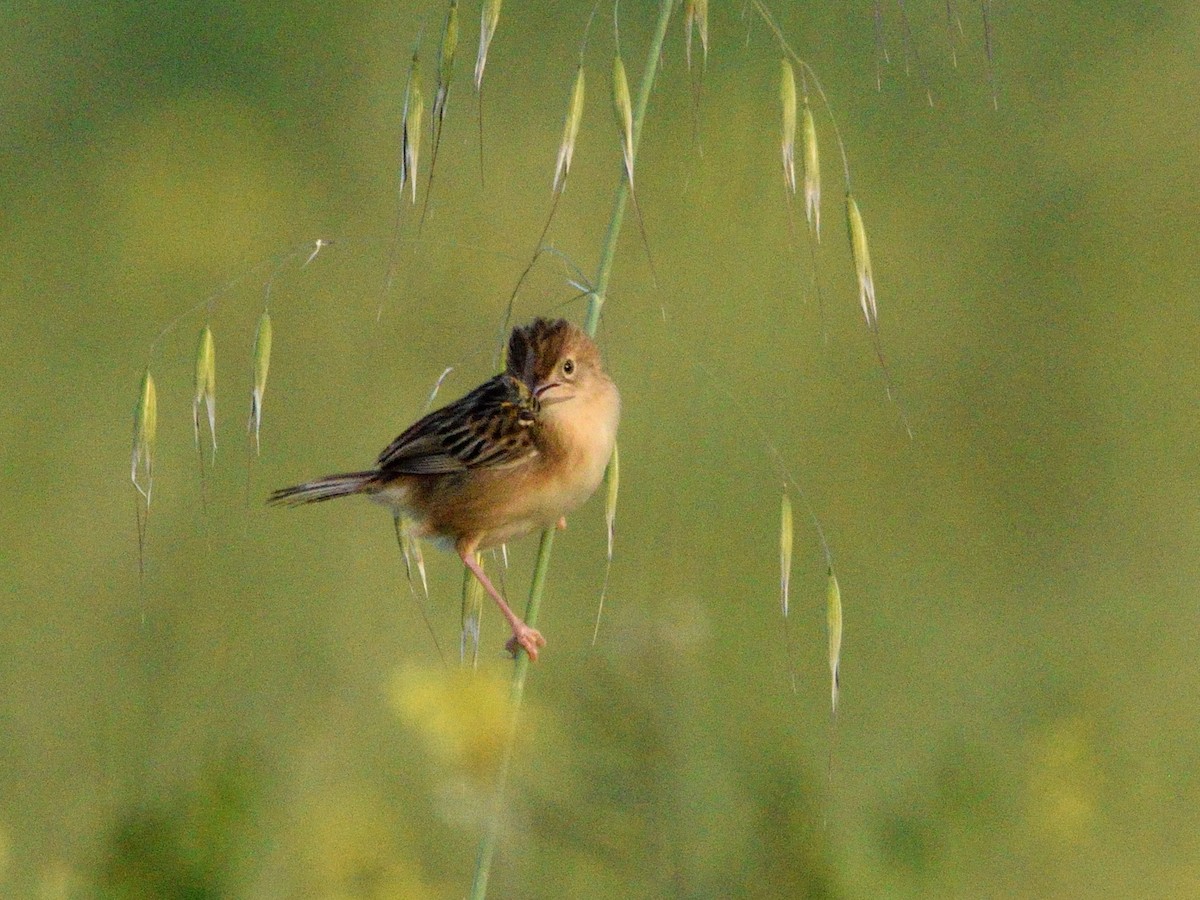 Zitting Cisticola - Andrés Turrado Ubón