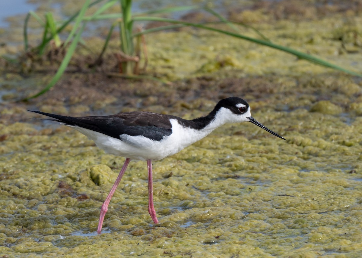 Black-necked Stilt - Sheila and Ed Bremer