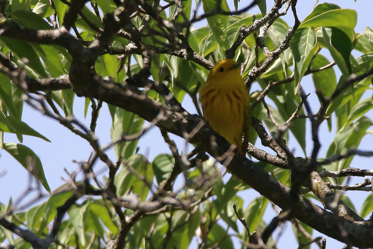 Yellow Warbler - Doug Rett