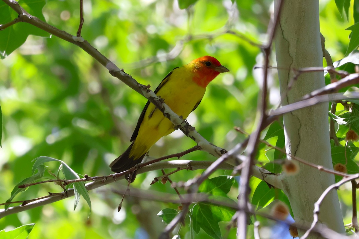 Western Tanager - Tricia Vesely