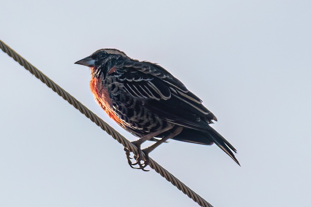 White-browed Meadowlark - Kurt Gaskill