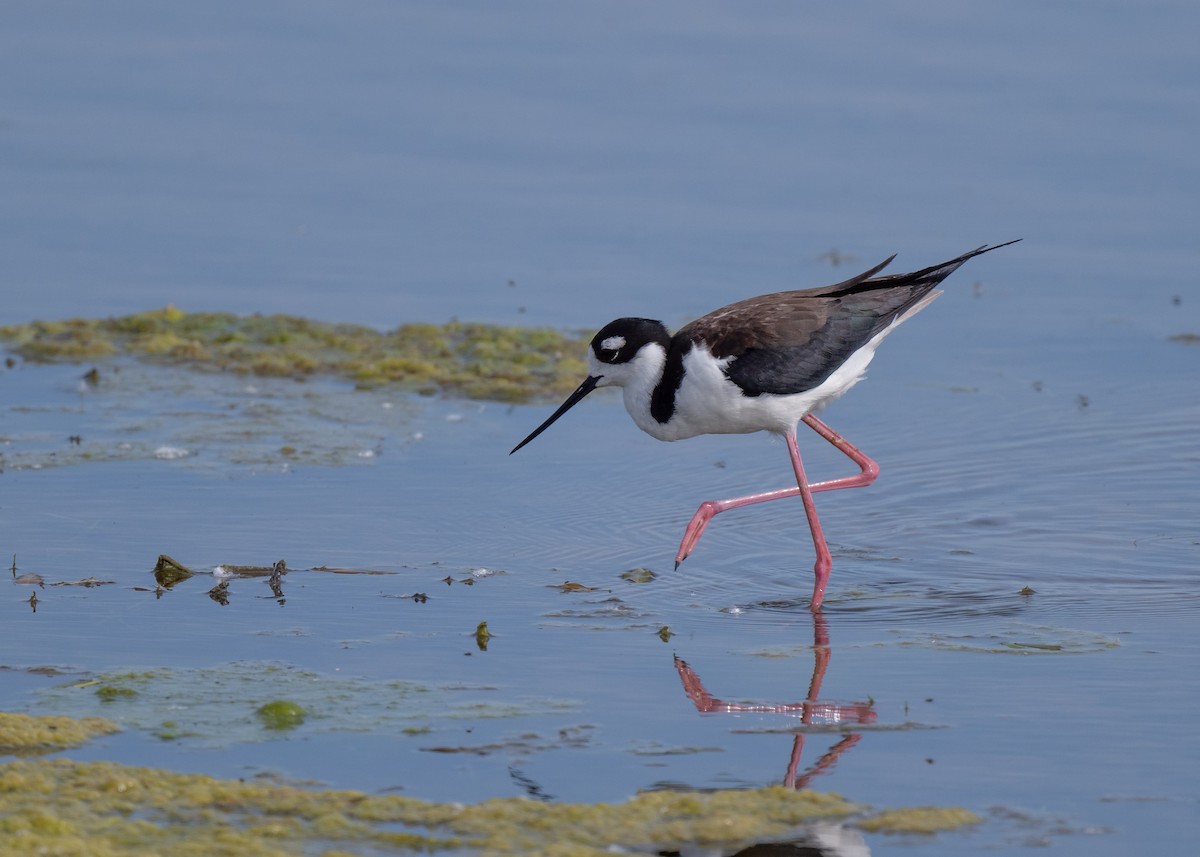 Black-necked Stilt - Sheila and Ed Bremer