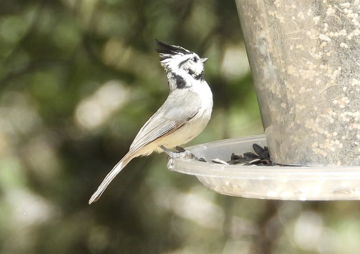 Bridled Titmouse - Roee Astor