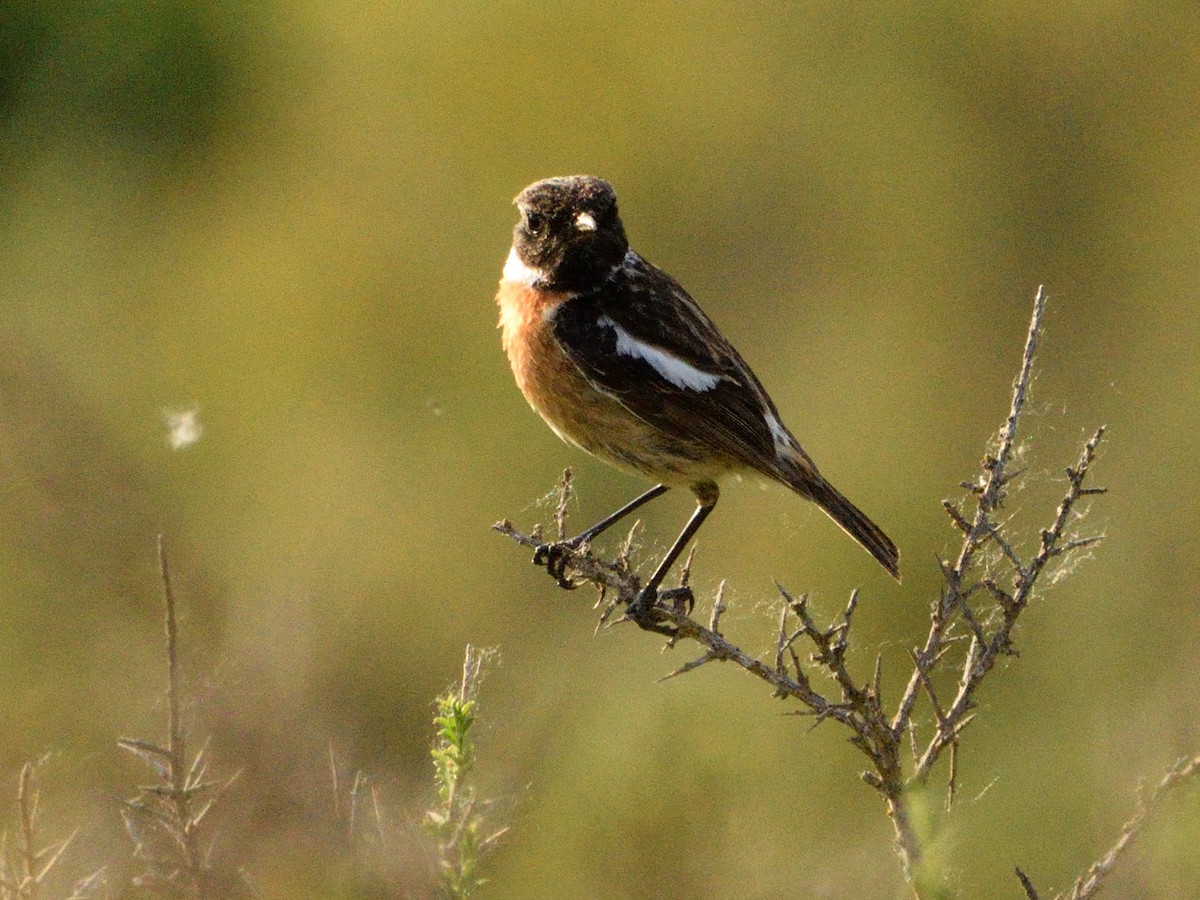 European Stonechat - Andrés Turrado Ubón