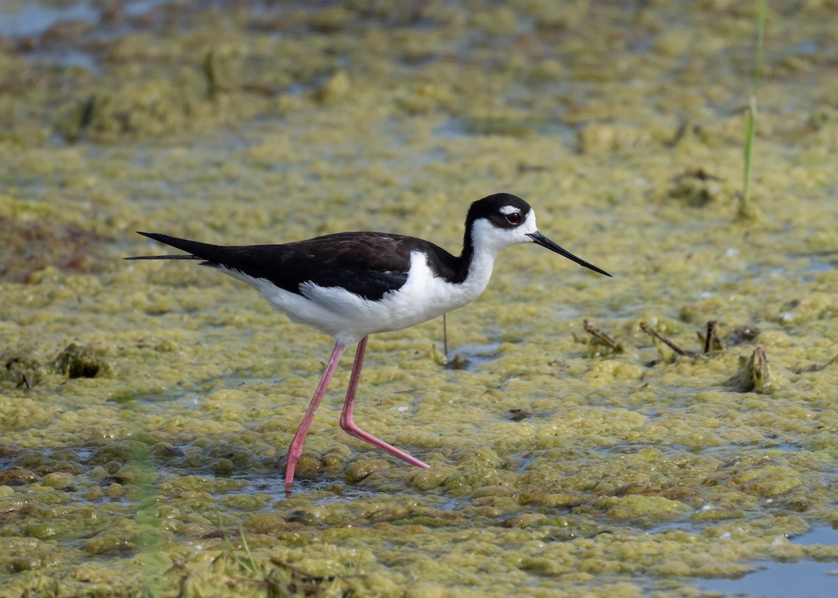 Black-necked Stilt - Sheila and Ed Bremer