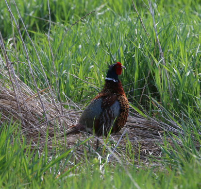 Ring-necked Pheasant - Carlos  Gomez