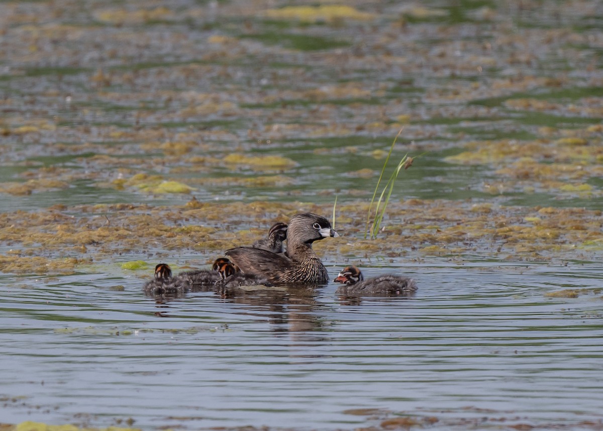 Pied-billed Grebe - Sheila and Ed Bremer