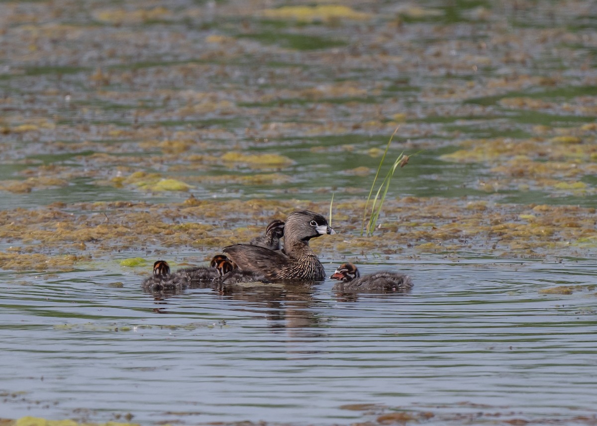 Pied-billed Grebe - ML619583447