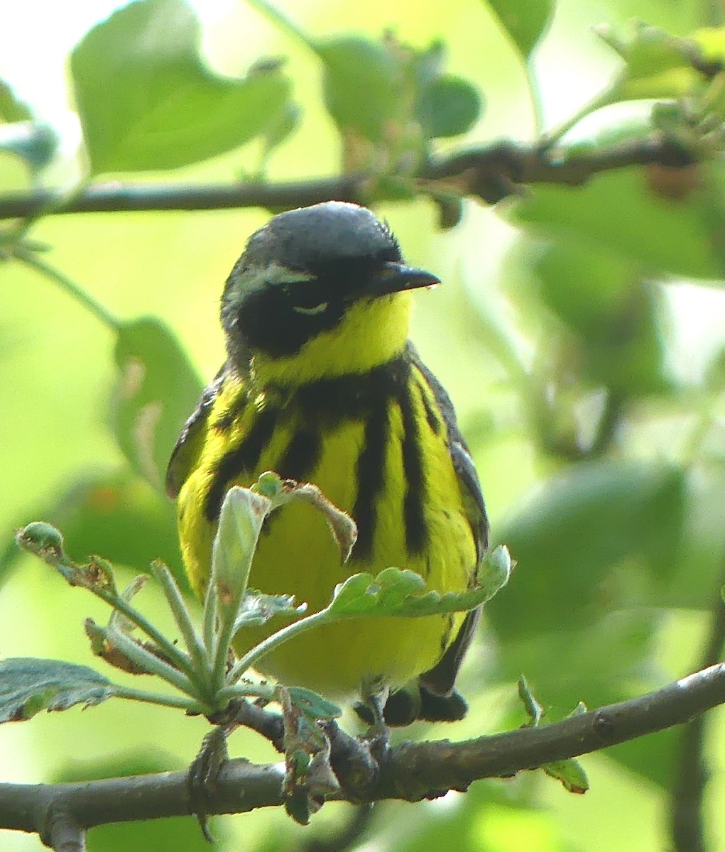 Magnolia Warbler - ML619583448