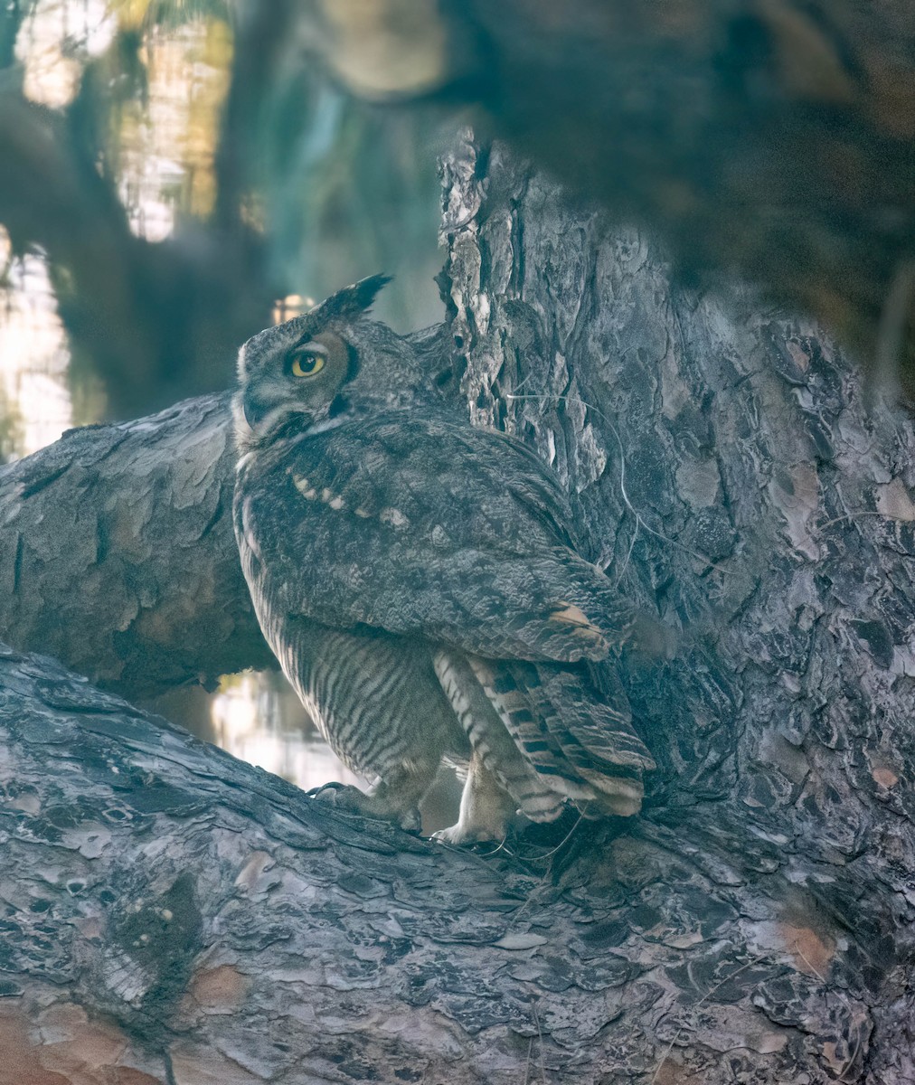 Great Horned Owl - Christine Jacobs