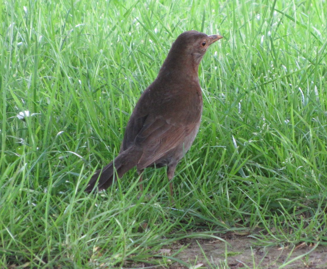 Eurasian Blackbird - Selva Pombo