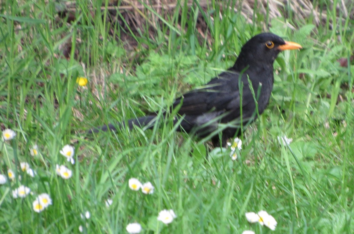 Eurasian Blackbird - Selva Pombo