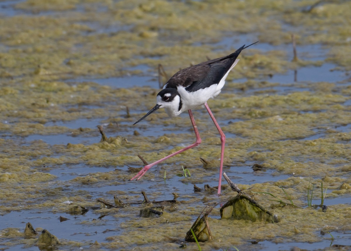 Black-necked Stilt - Sheila and Ed Bremer