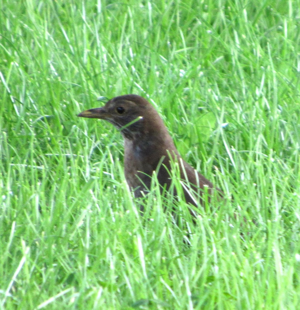 Eurasian Blackbird - Selva Pombo