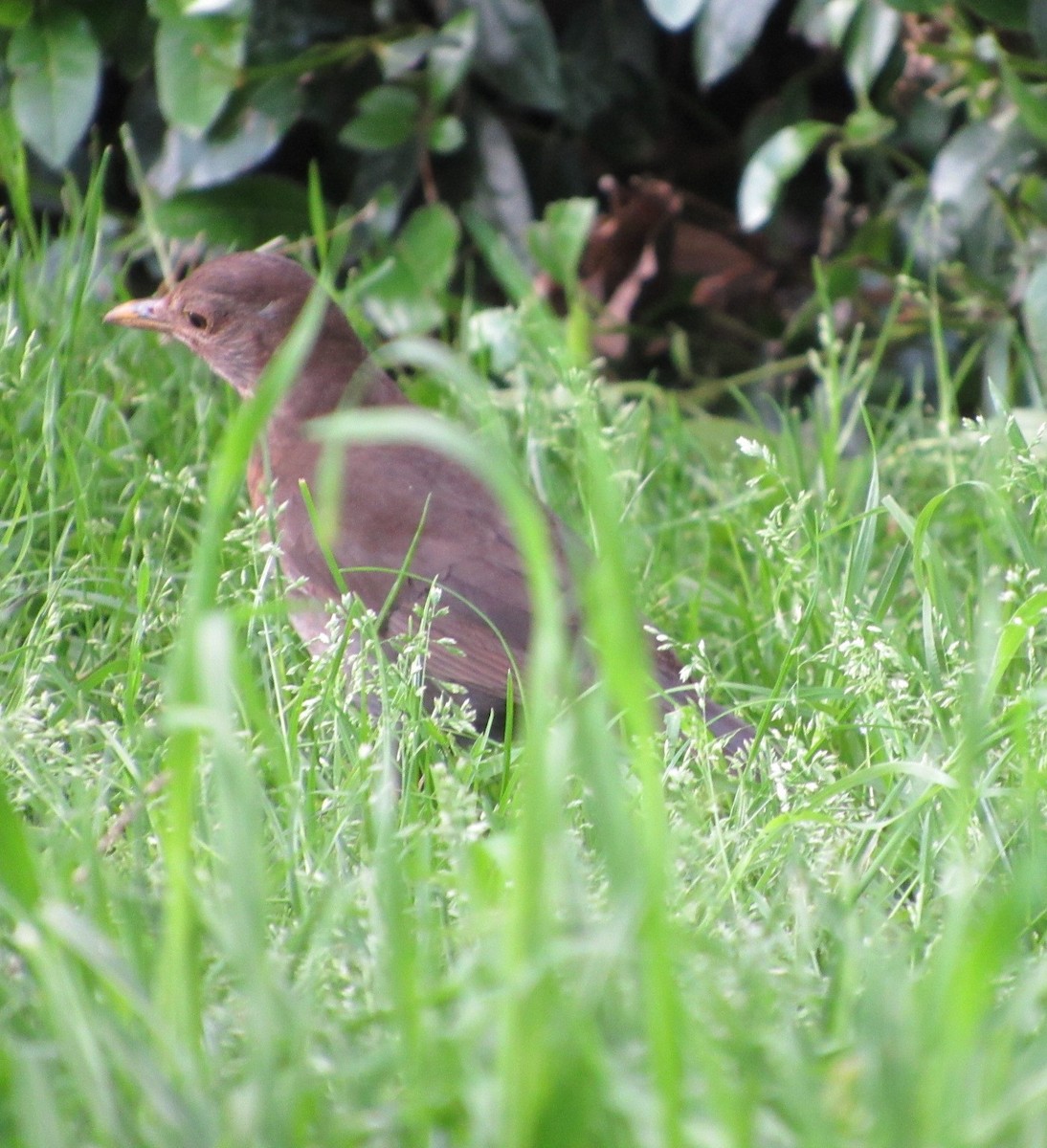 Eurasian Blackbird - Selva Pombo