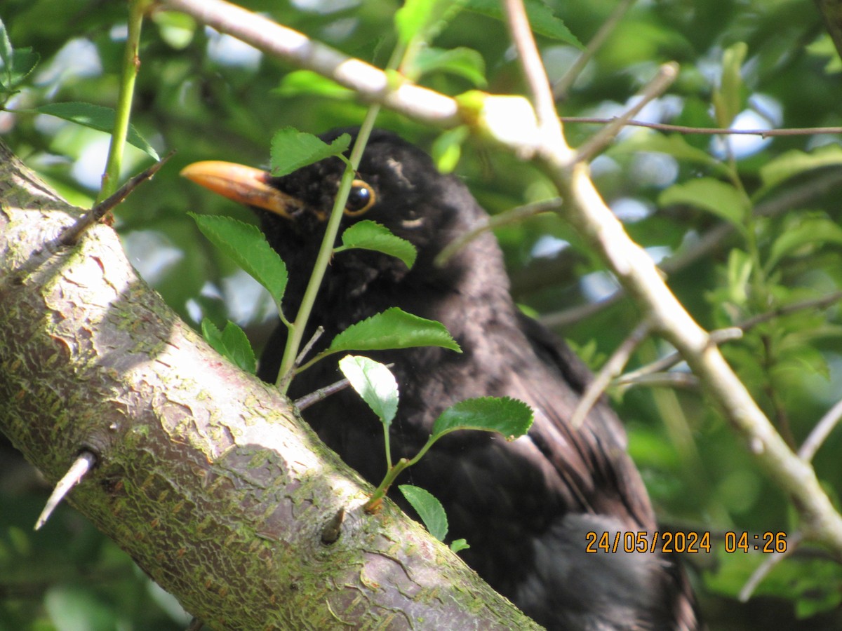 Eurasian Blackbird - Selva Pombo