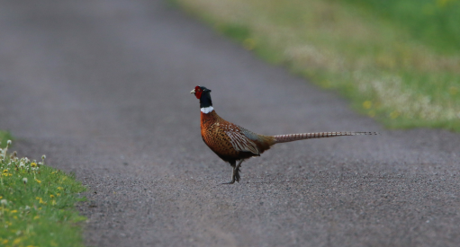 Ring-necked Pheasant - Carlos  Gomez