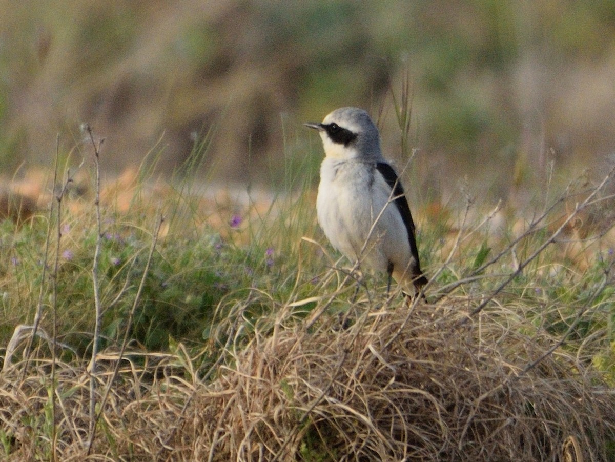 Northern Wheatear - Andrés Turrado Ubón