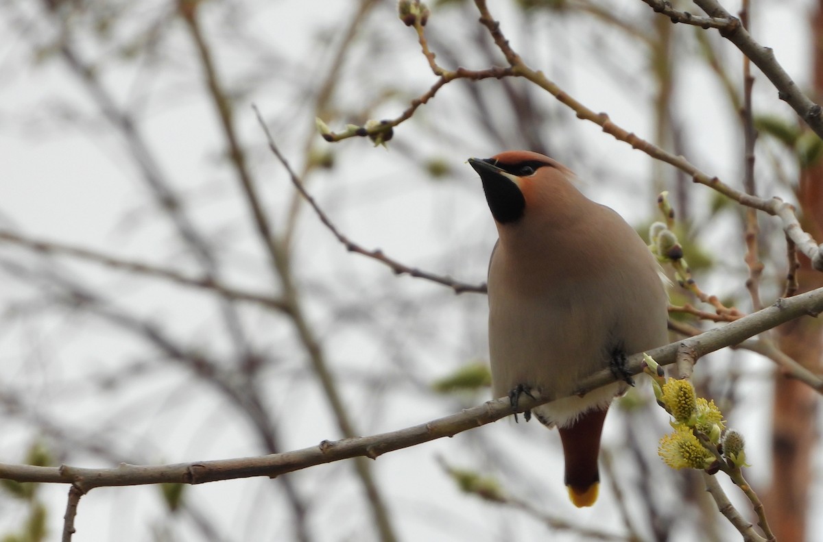 Bohemian Waxwing - Jon Iratzagorria Garay