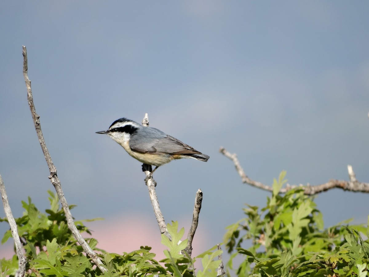 Red-breasted Nuthatch - ML619583472