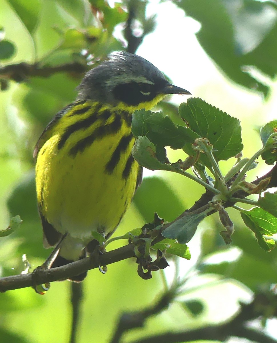 Magnolia Warbler - Peter Lane