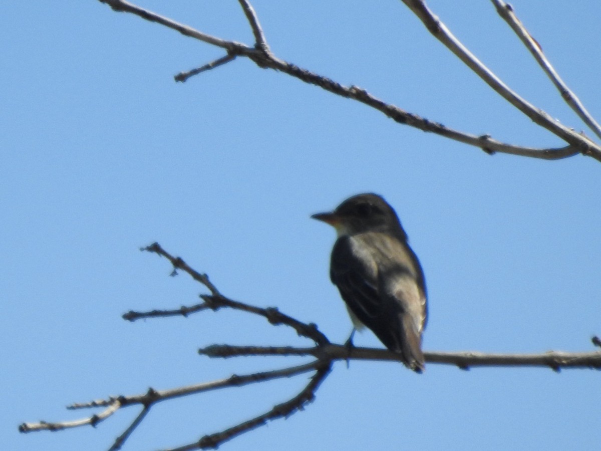 Olive-sided Flycatcher - Stewart Griggs