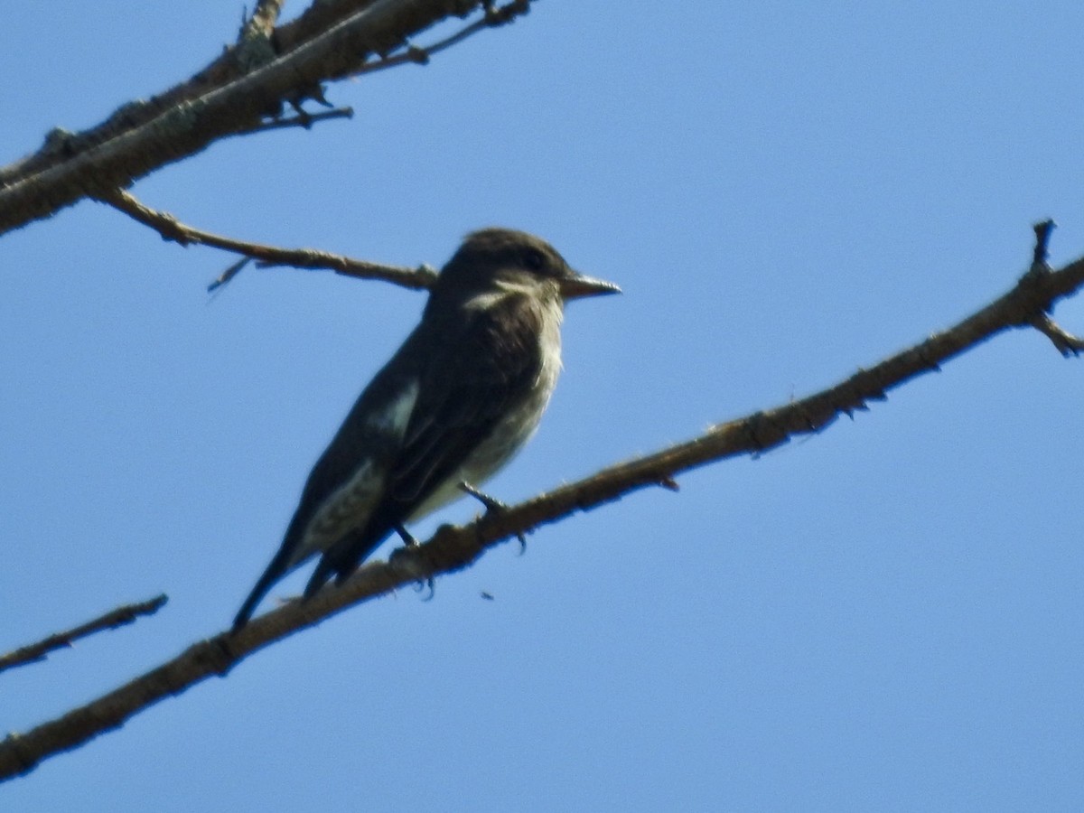 Olive-sided Flycatcher - Stewart Griggs