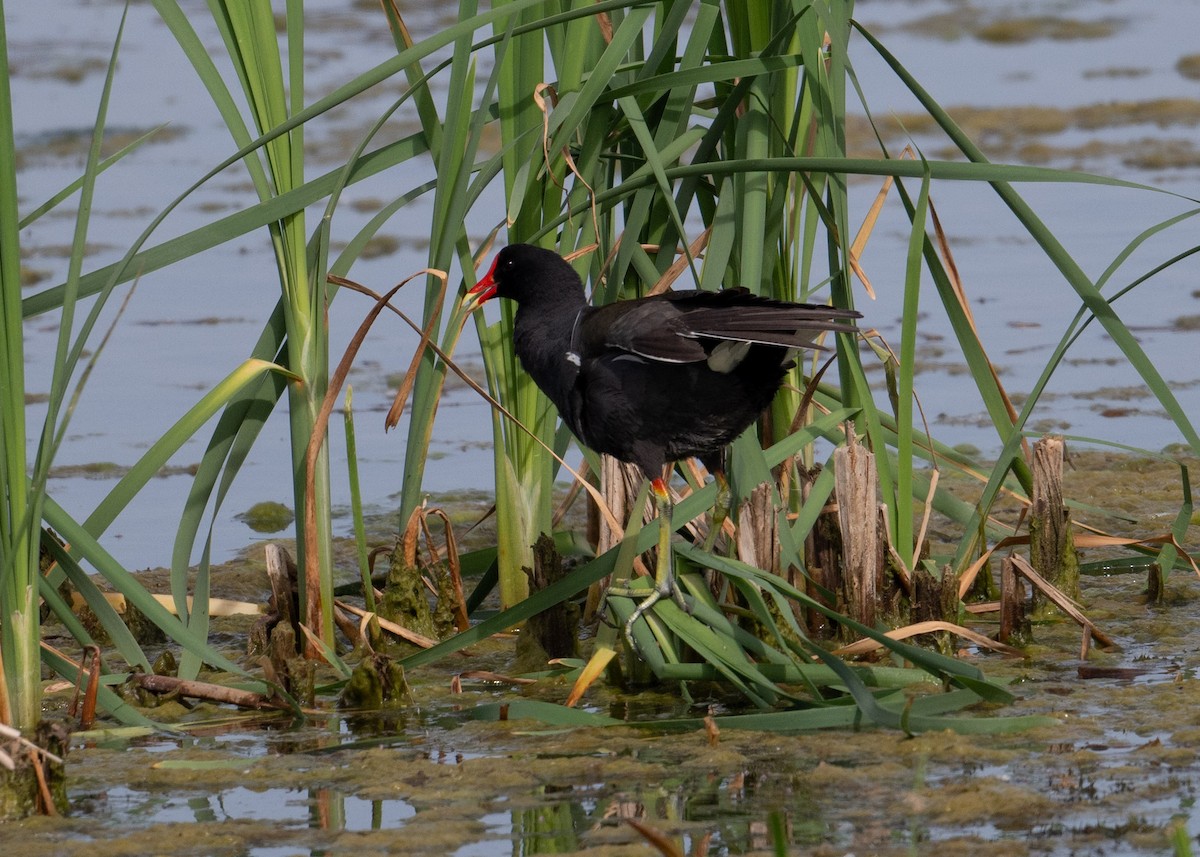 Common Gallinule - Sheila and Ed Bremer