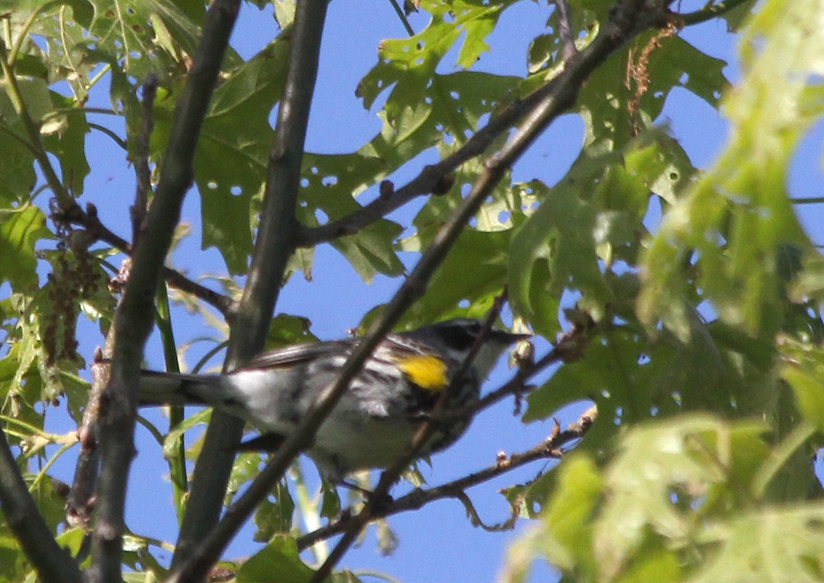 Paruline à croupion jaune - ML619583478