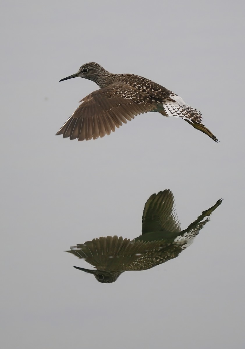 Wood Sandpiper - Silas Olofson