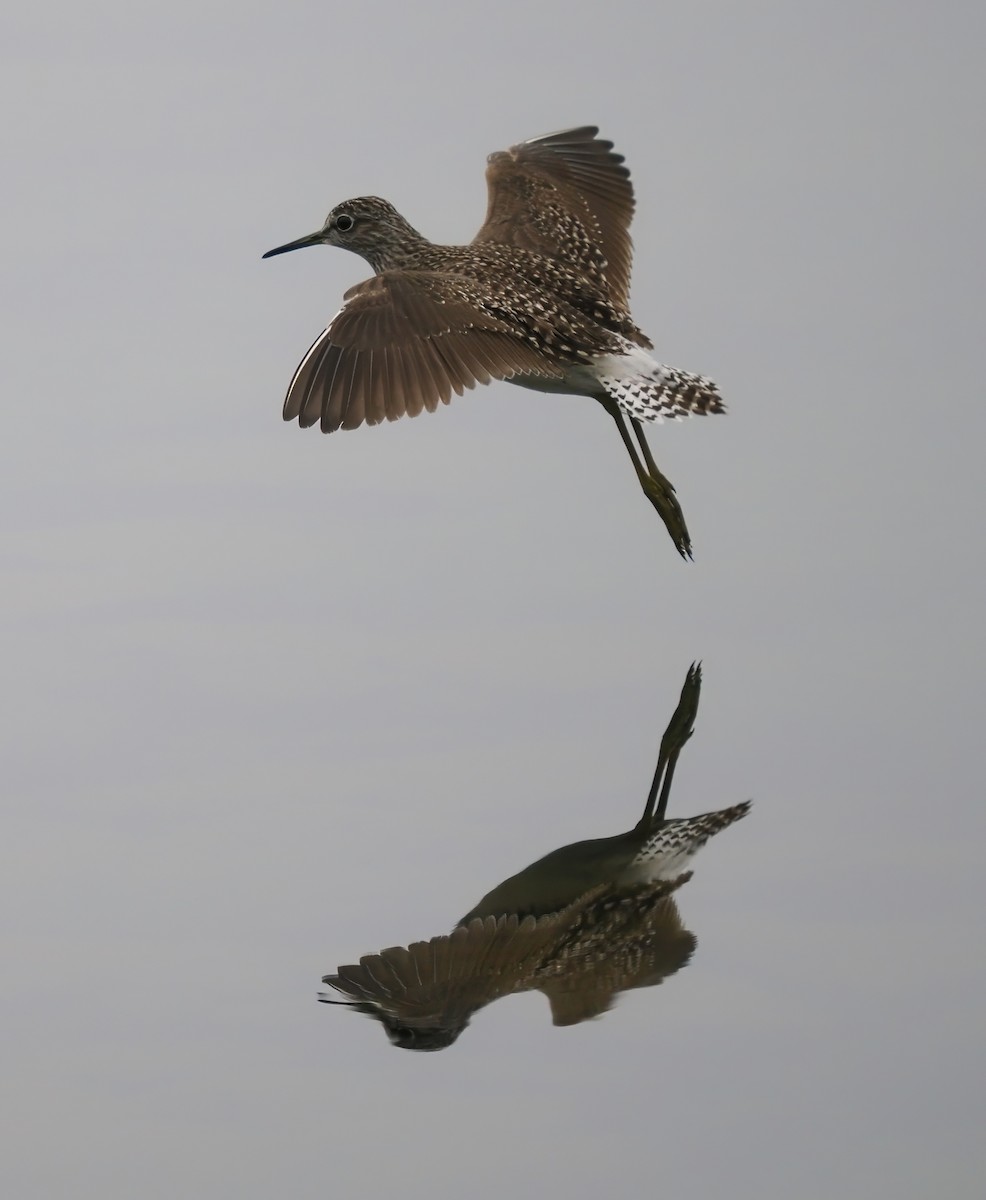 Wood Sandpiper - Silas Olofson