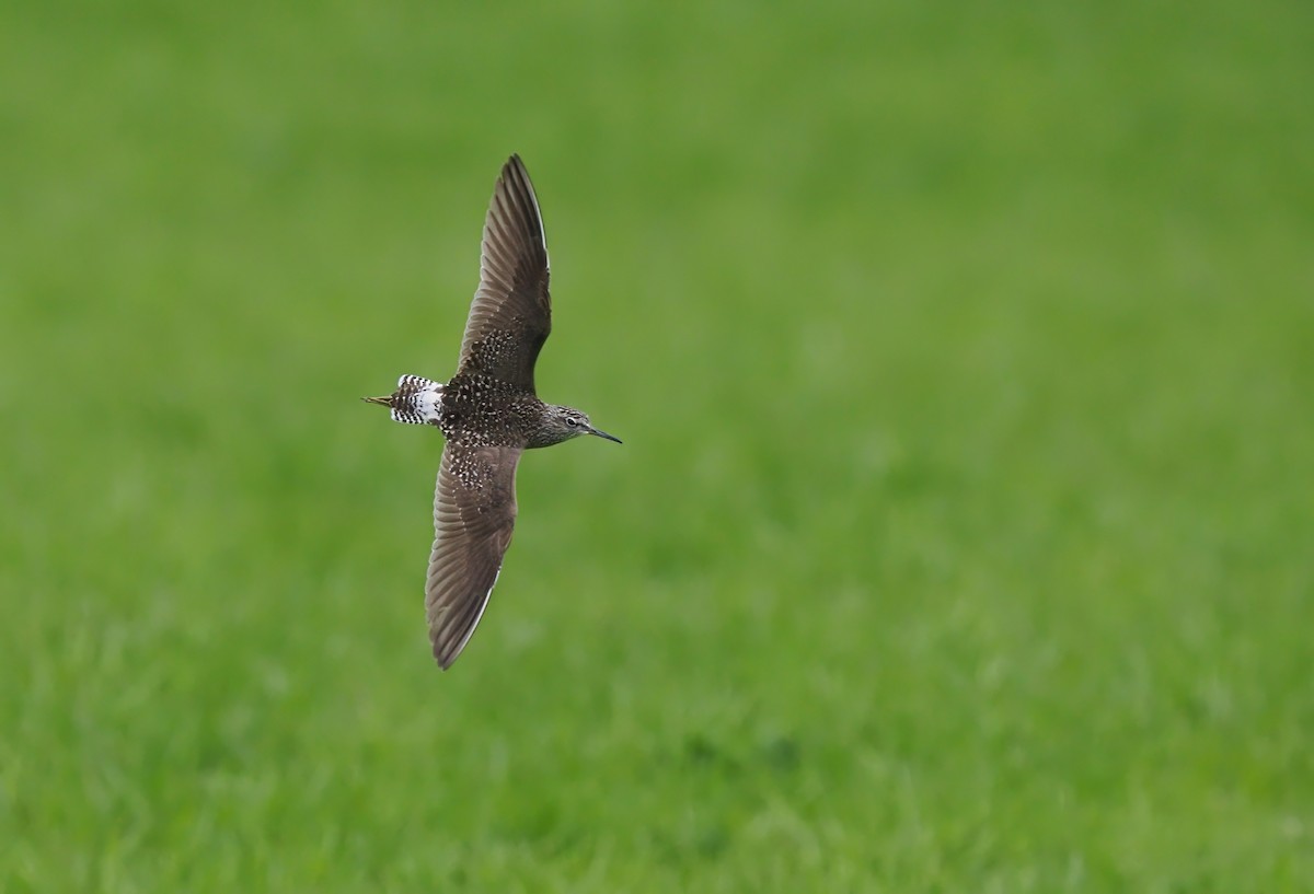 Wood Sandpiper - Silas Olofson