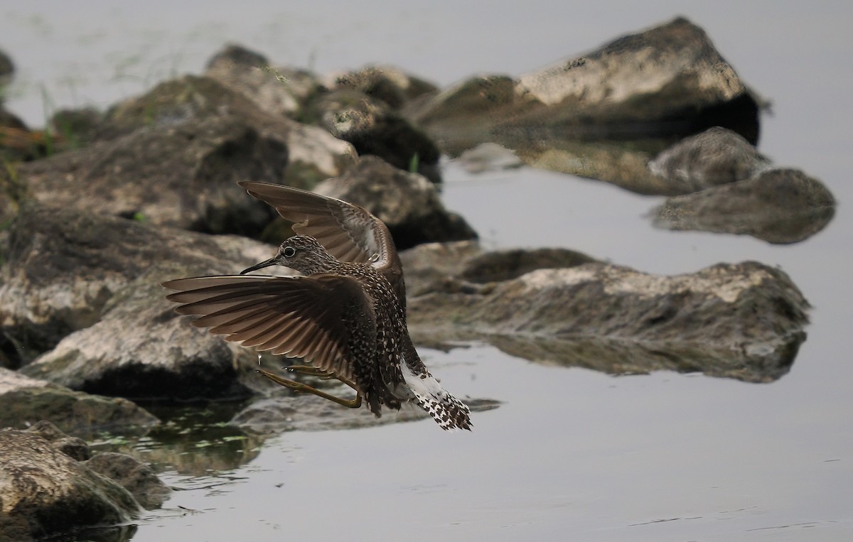 Wood Sandpiper - Silas Olofson