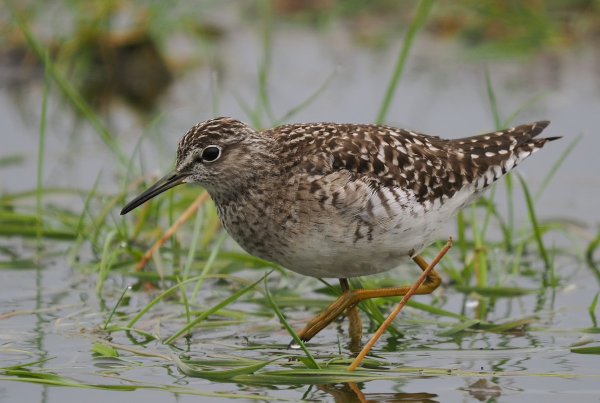 Wood Sandpiper - Silas Olofson