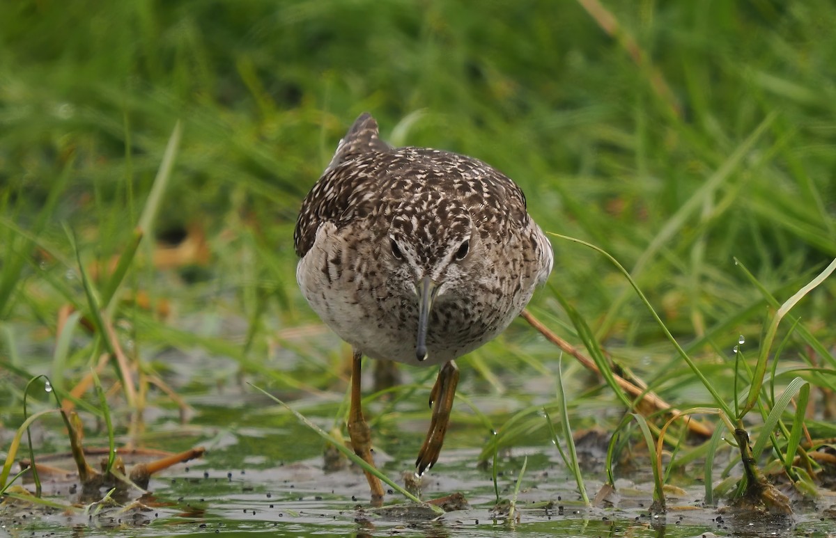 Wood Sandpiper - Silas Olofson