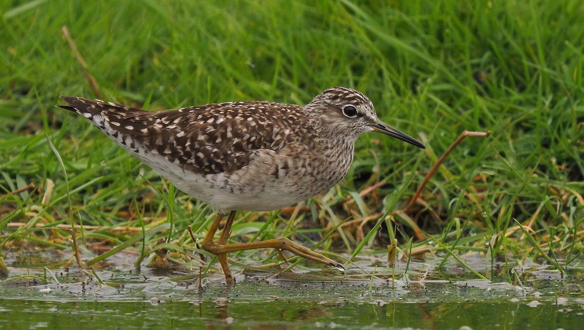 Wood Sandpiper - Silas Olofson