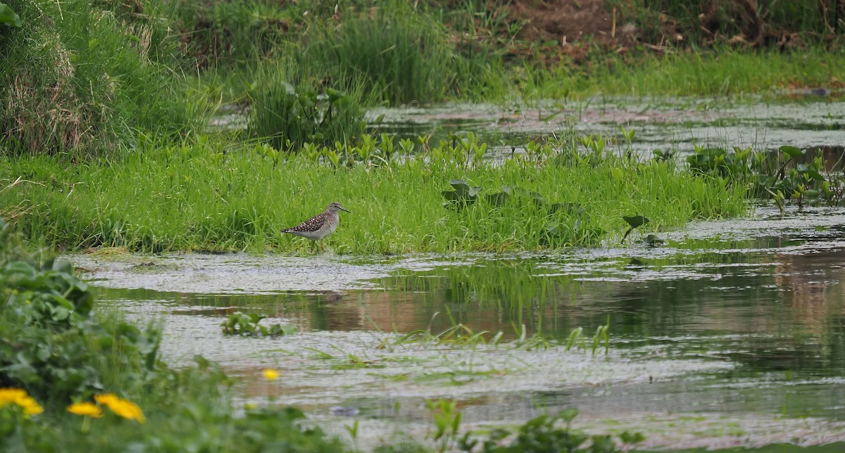 Wood Sandpiper - Silas Olofson