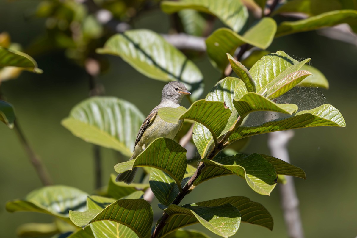 Southern Beardless-Tyrannulet - Katia Oliveira