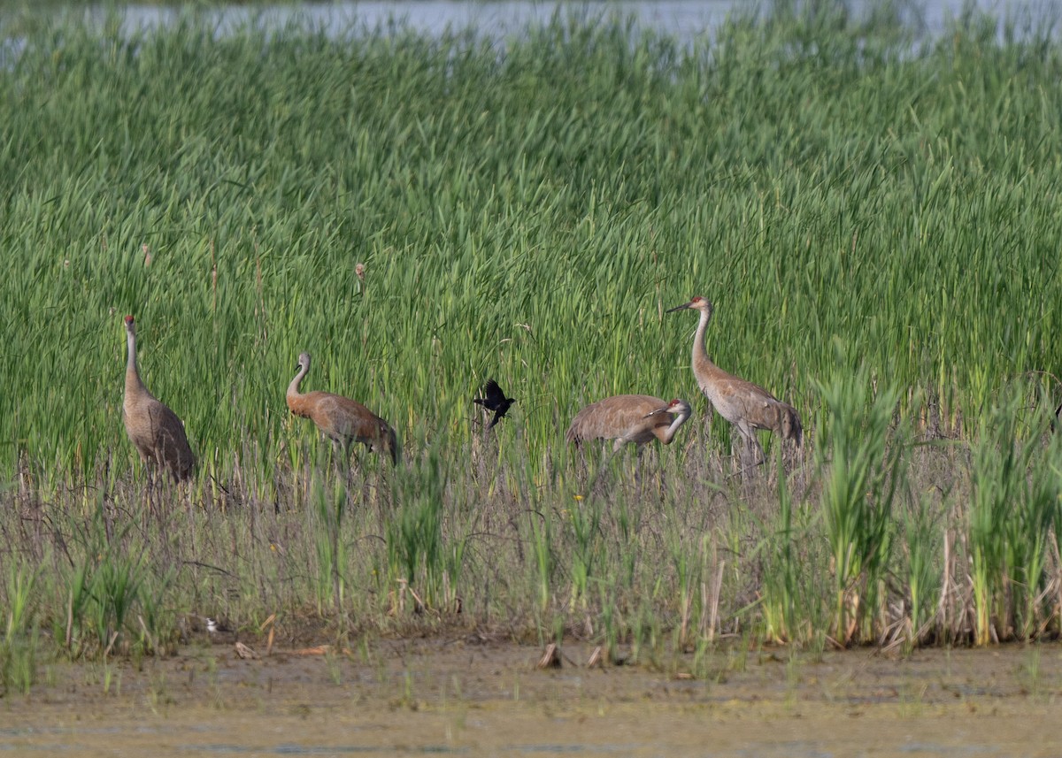 Sandhill Crane - Sheila and Ed Bremer