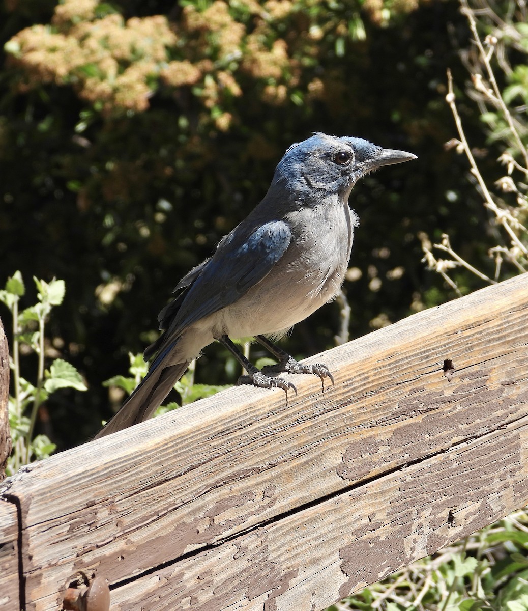 Mexican Jay - Roee Astor