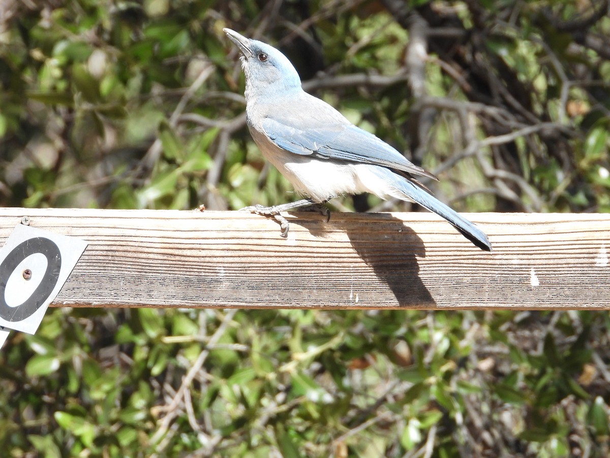 Mexican Jay - Roee Astor