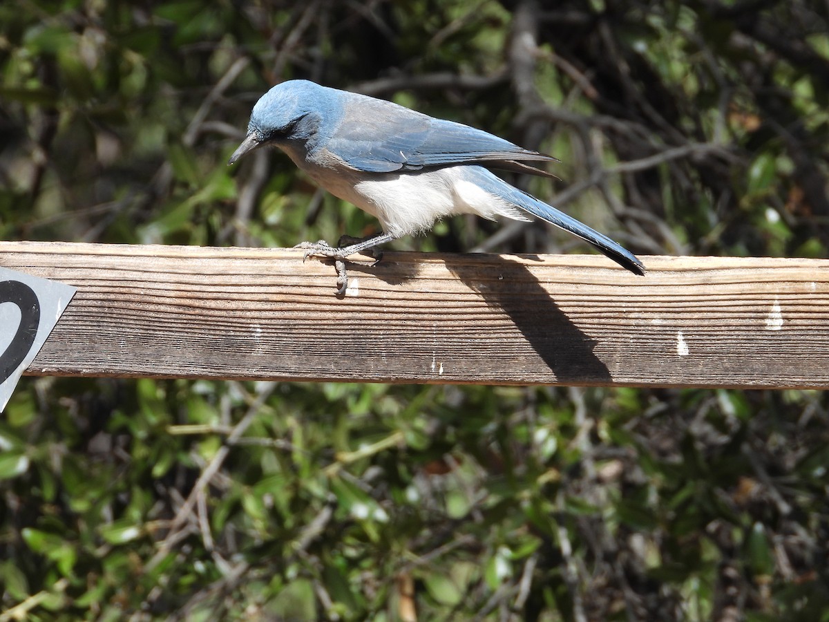 Mexican Jay - Roee Astor