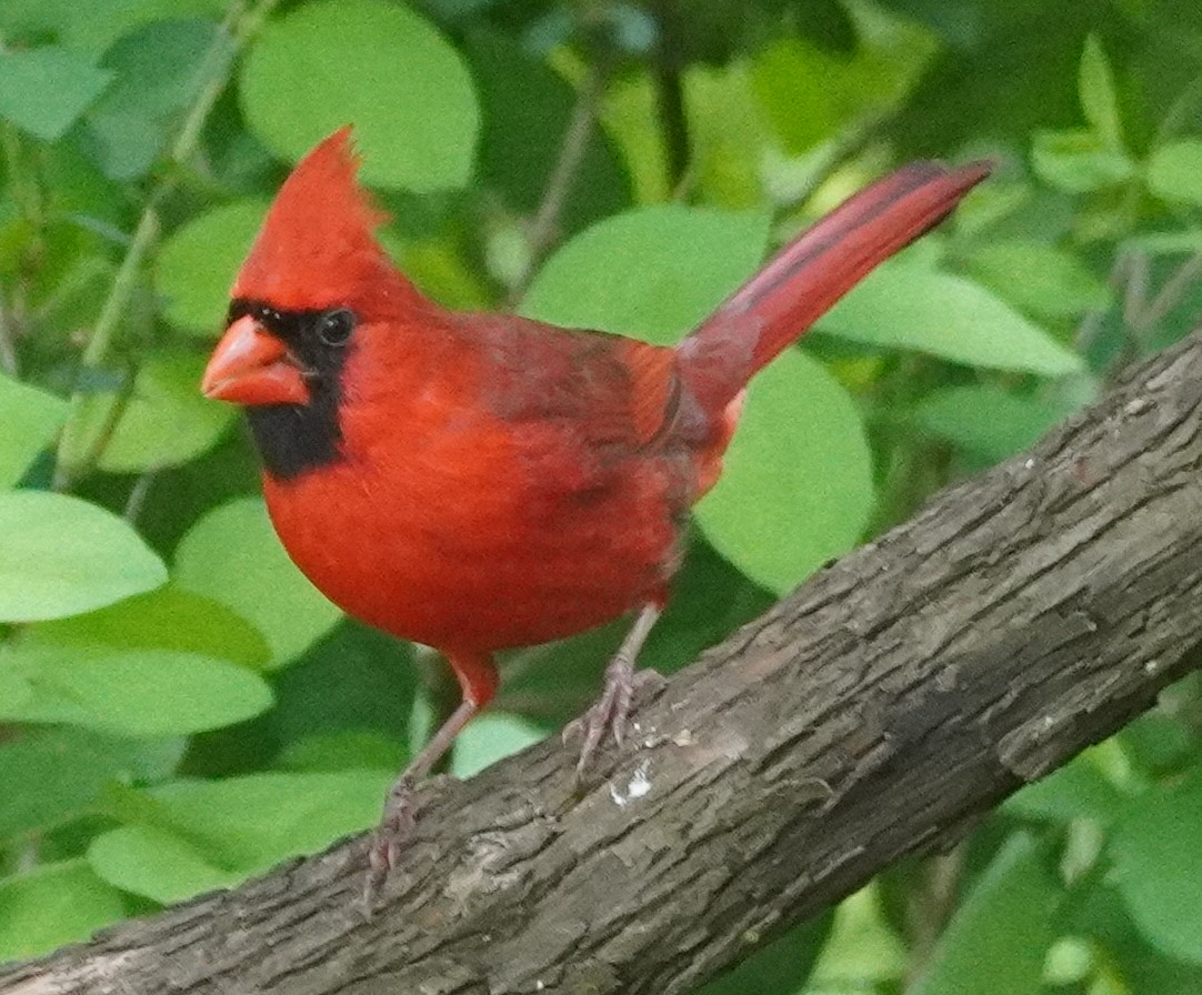 Cardinal rouge - ML619583502