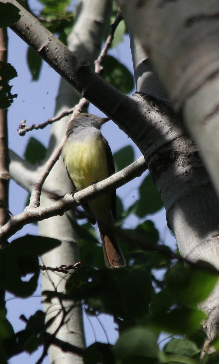 Great Crested Flycatcher - cammy kaynor