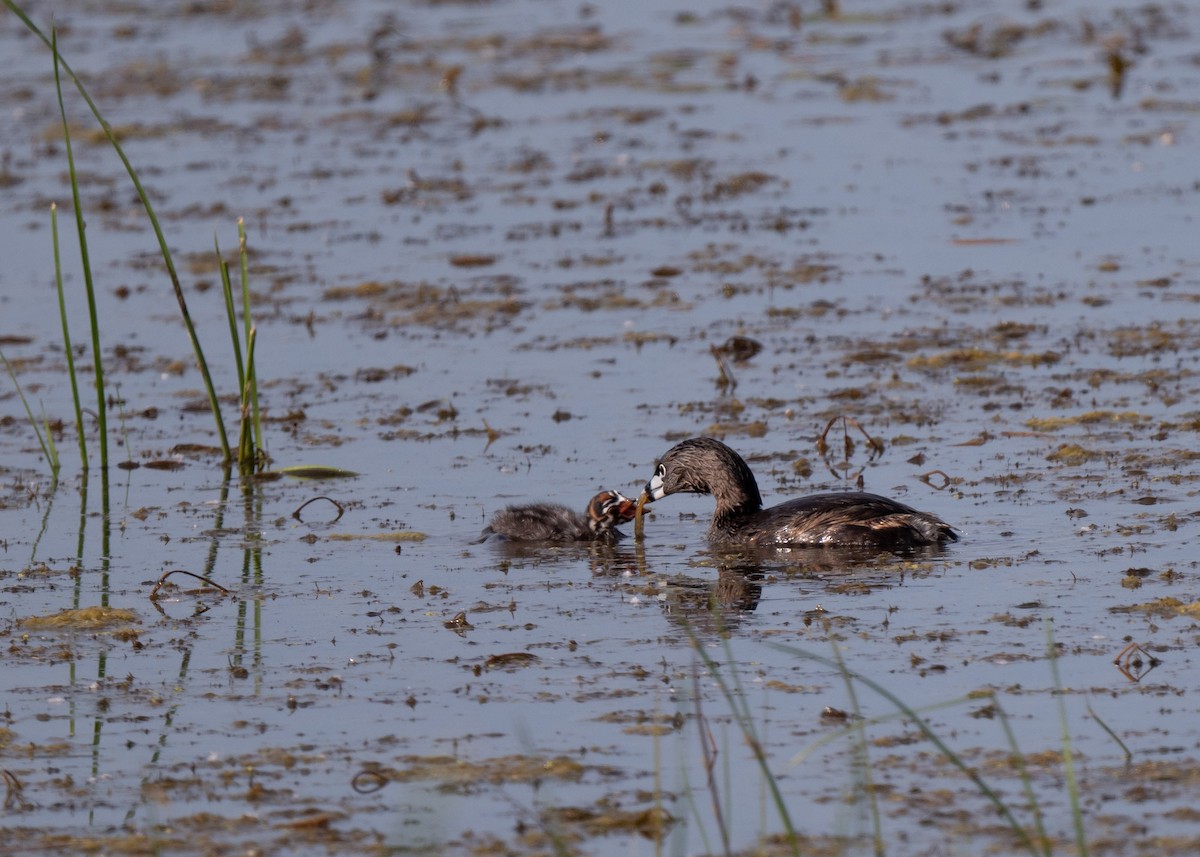 Pied-billed Grebe - Sheila and Ed Bremer