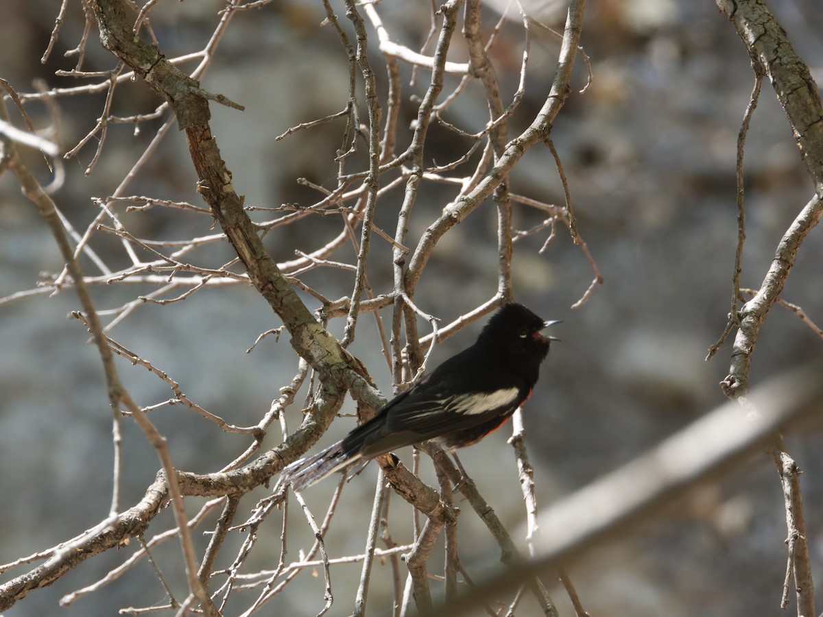 Painted Redstart - Eric Sibbald