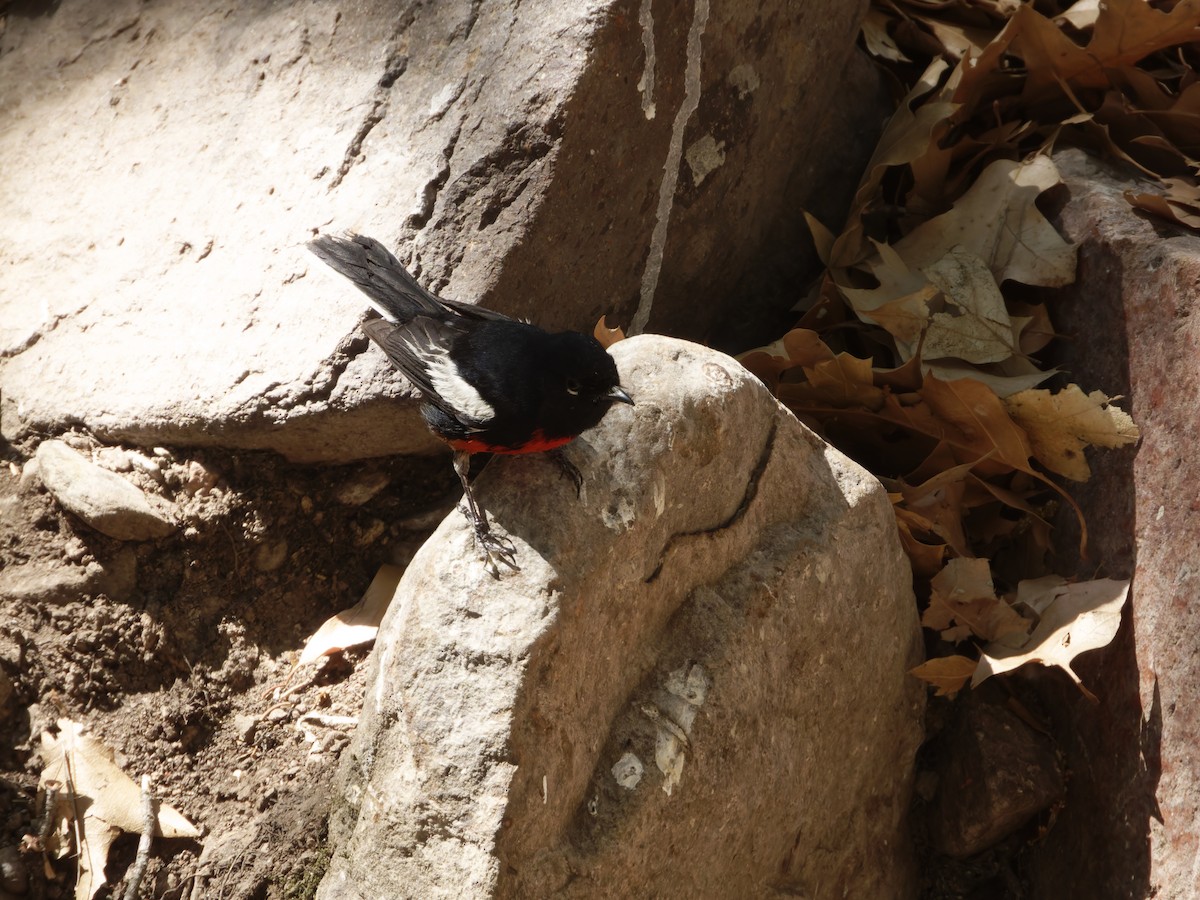 Painted Redstart - ML619583510