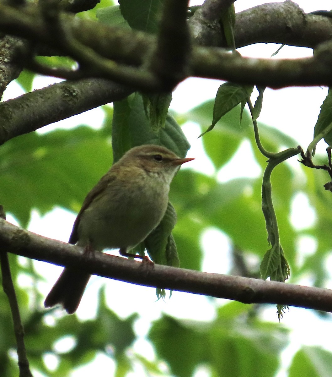 Common Chiffchaff - Robert Theriault