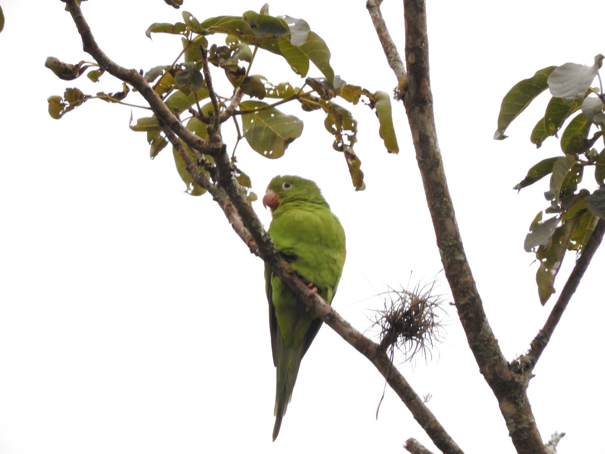 Yellow-chevroned Parakeet - Roberto Rebeque Junior