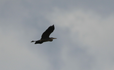 Great Blue Heron - Carlos  Gomez